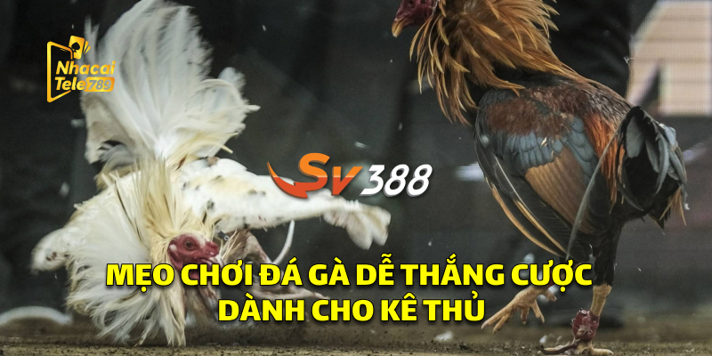 Mẹo Chơi Đá Gà Dễ Thắng Cược Bạn Nên Tìm Hiểu 