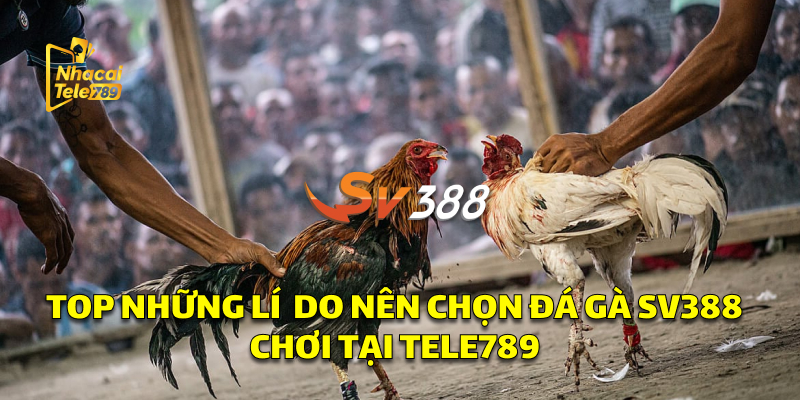 Top Những Lý Do Nên Chọn Đá Gà SV388 Chơi Tại Tele789