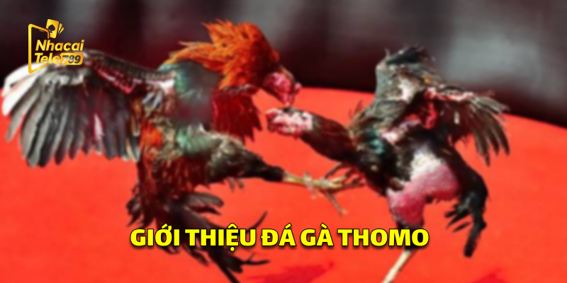 Giới Thiệu Đá Gà Thomo