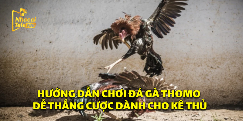 Hướng Dẫn Chơi Đá Gà Thomo Dễ Thắng Cược Dành Cho Kê Thủ