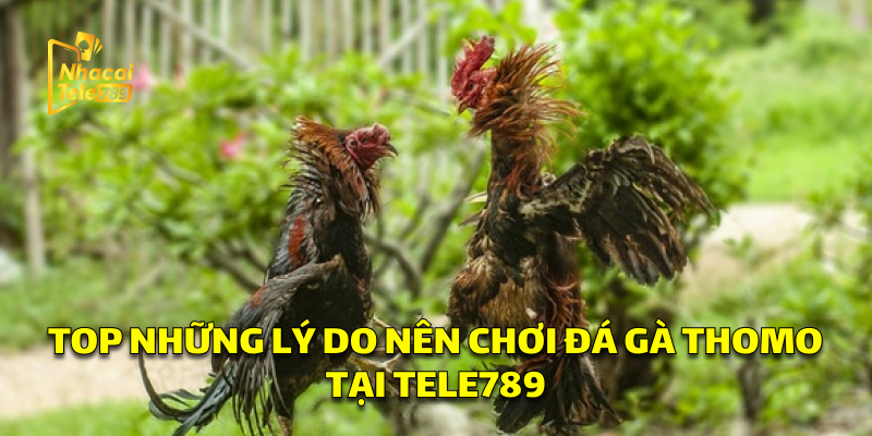 Top Những Lý Do Nên Chơi Đá Gà Thomo Tại Tele789